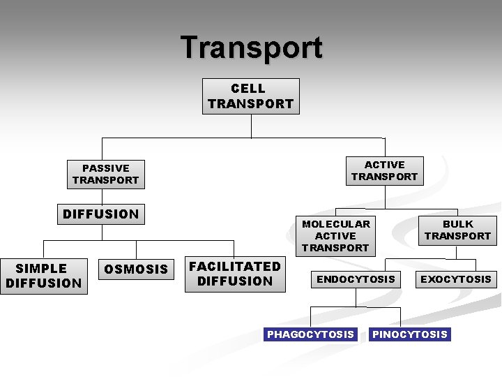 Transport CELL TRANSPORT ACTIVE TRANSPORT PASSIVE TRANSPORT DIFFUSION SIMPLE DIFFUSION OSMOSIS MOLECULAR ACTIVE TRANSPORT Transport CELL TRANSPORT ACTIVE TRANSPORT PASSIVE TRANSPORT DIFFUSION SIMPLE DIFFUSION OSMOSIS MOLECULAR ACTIVE TRANSPORT