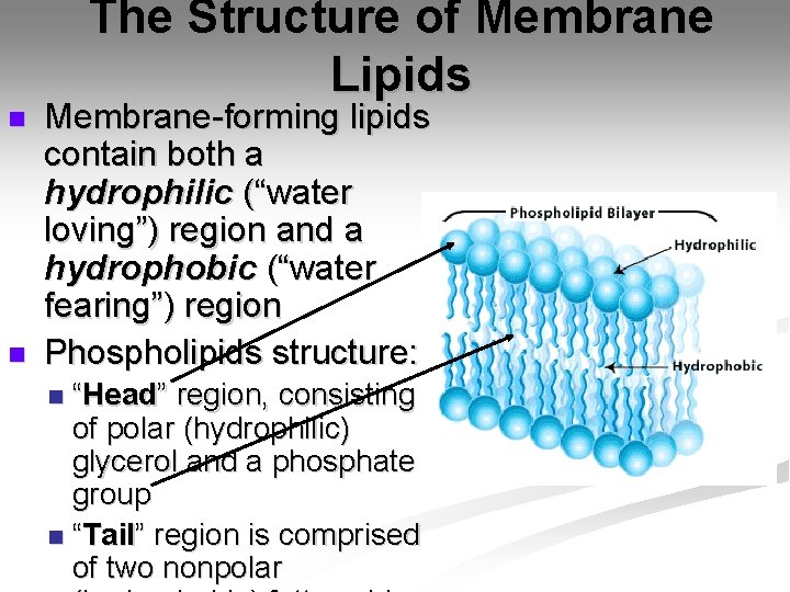 The Structure of Membrane Lipids n n Membrane-forming lipids contain both a hydrophilic (“water The Structure of Membrane Lipids n n Membrane-forming lipids contain both a hydrophilic (“water