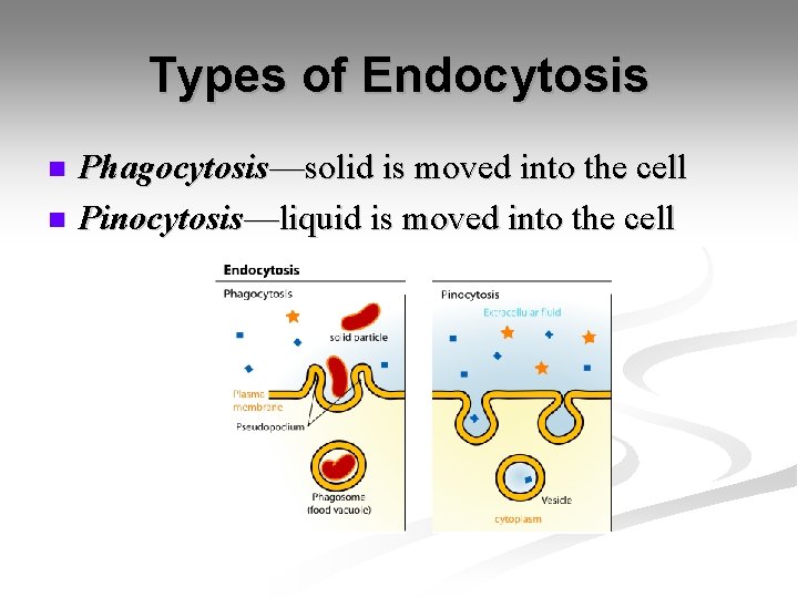 Types of Endocytosis Phagocytosis—solid is moved into the cell n Pinocytosis—liquid is moved into Types of Endocytosis Phagocytosis—solid is moved into the cell n Pinocytosis—liquid is moved into