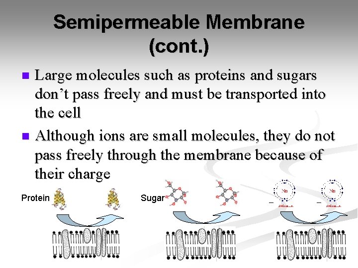 Semipermeable Membrane (cont. ) Large molecules such as proteins and sugars don’t pass freely Semipermeable Membrane (cont. ) Large molecules such as proteins and sugars don’t pass freely