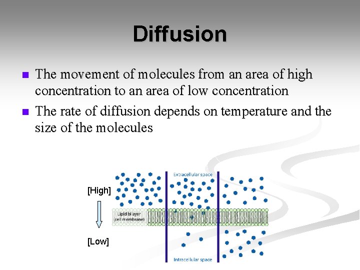 Diffusion n n The movement of molecules from an area of high concentration to Diffusion n n The movement of molecules from an area of high concentration to