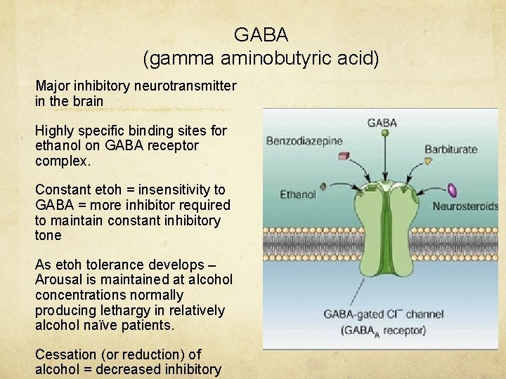 GABA (gamma aminobutyric acid) Major inhibitory neurotransmitter in the brain Highly specific binding sites