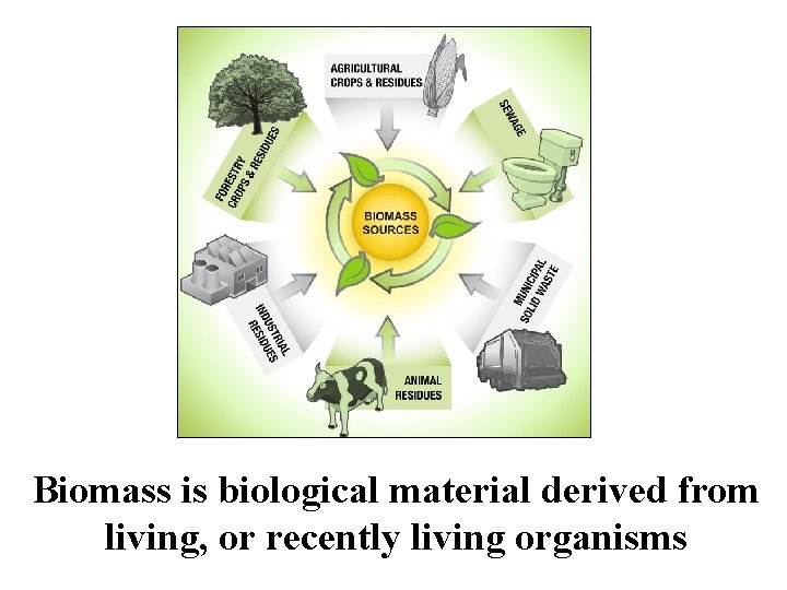 Biomass is biological material derived from living, or recently living organisms 