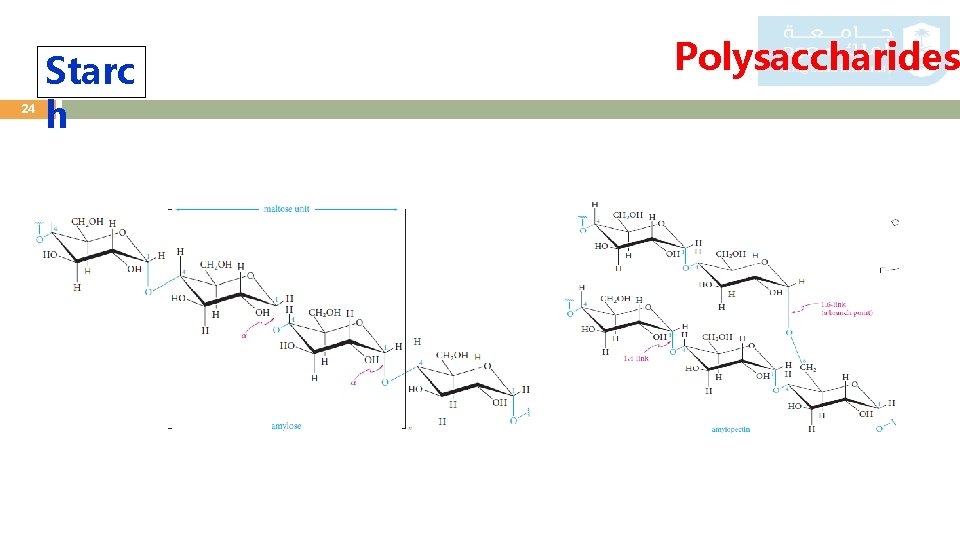 24 Starc h Polysaccharides 