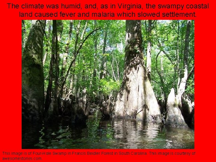 The climate was humid, and, as in Virginia, the swampy coastal land caused fever