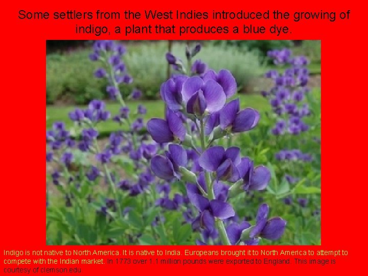 Some settlers from the West Indies introduced the growing of indigo, a plant that