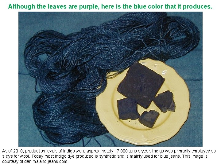 Although the leaves are purple, here is the blue color that it produces. As