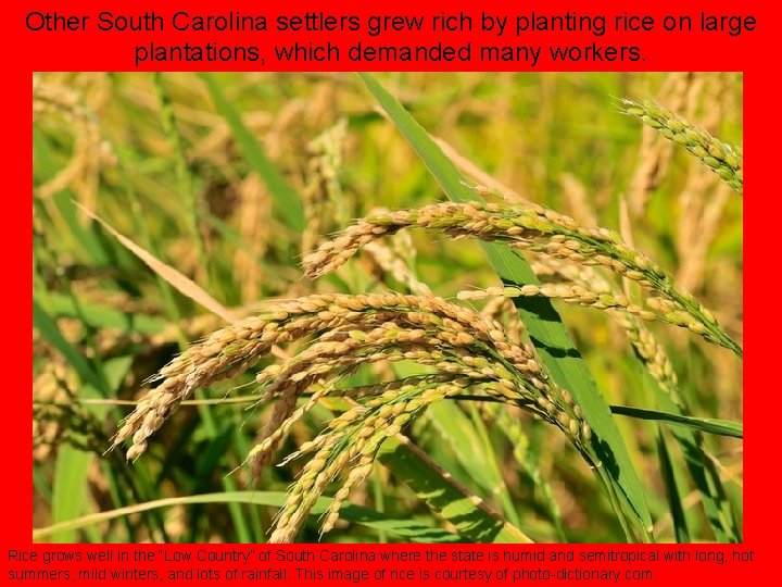 Other South Carolina settlers grew rich by planting rice on large plantations, which demanded