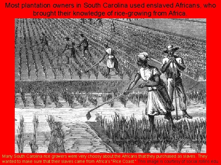 Most plantation owners in South Carolina used enslaved Africans, who brought their knowledge of