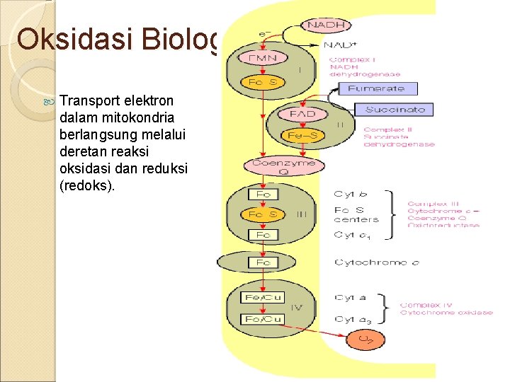 Proses oksidasi biologi