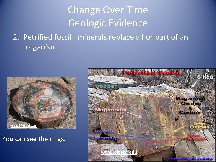 Change Over Time Geologic Evidence 2. Petrified fossil: minerals replace all or part of
