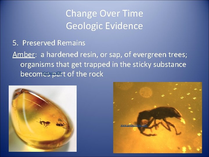 Change Over Time Geologic Evidence 5. Preserved Remains Amber: a hardened resin, or sap,