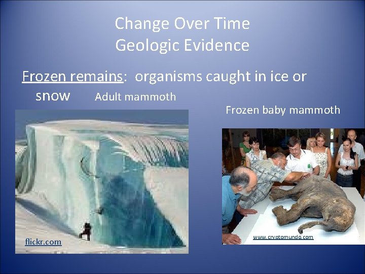 Change Over Time Geologic Evidence Frozen remains: organisms caught in ice or snow Adult
