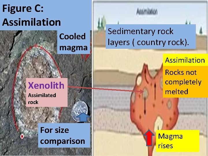 Figure C: Assimilation Cooled magma Xenolith Assimilated rock For size comparison Sedimentary rock layers Figure C: Assimilation Cooled magma Xenolith Assimilated rock For size comparison Sedimentary rock layers