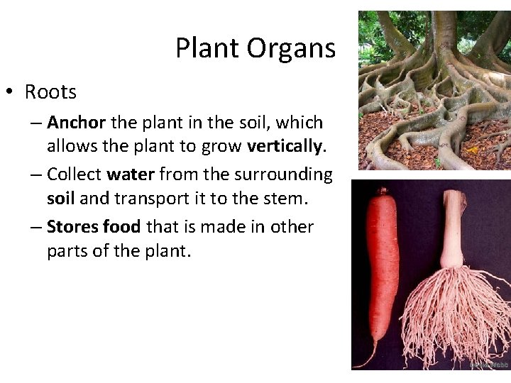 Plant Organs • Roots – Anchor the plant in the soil, which allows the