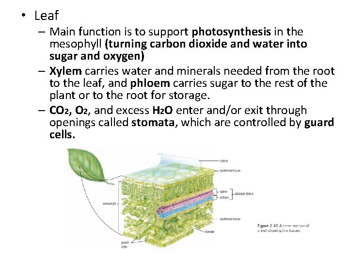  • Leaf – Main function is to support photosynthesis in the mesophyll (turning