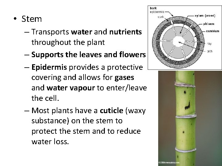  • Stem – Transports water and nutrients throughout the plant – Supports the