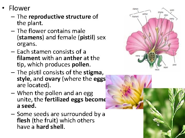  • Flower – The reproductive structure of the plant. – The flower contains