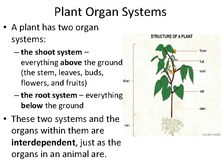 Plant Organ Systems • A plant has two organ systems: – the shoot system