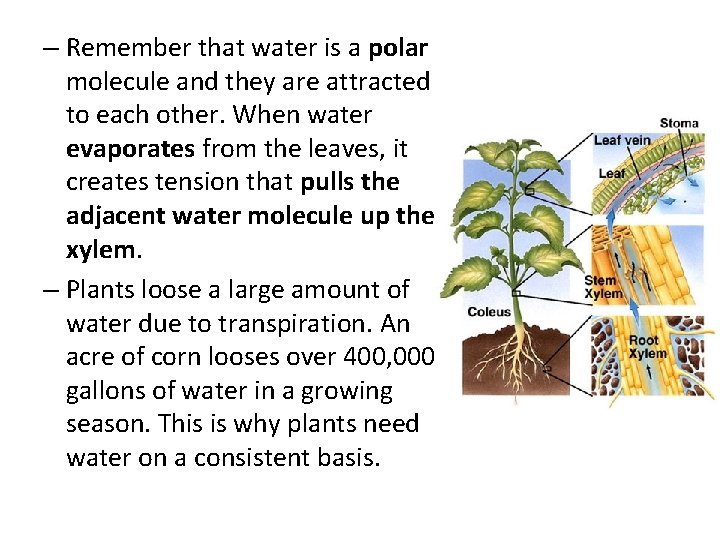 – Remember that water is a polar molecule and they are attracted to each