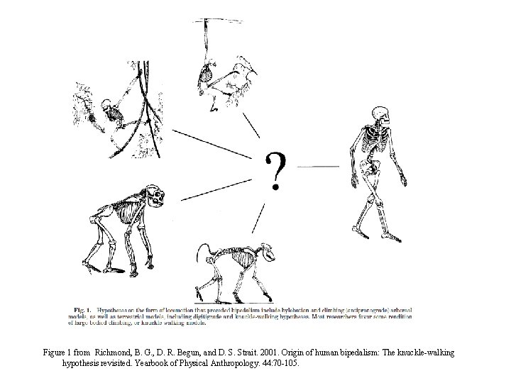Figure 1 from Richmond, B. G. , D. R. Begun, and D. S. Strait. Figure 1 from Richmond, B. G. , D. R. Begun, and D. S. Strait.