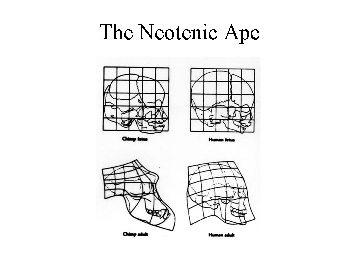 The Neotenic Ape The Neotenic Ape