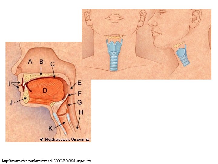 http: //www. voice. northwestern. edu/VOICEBOX/Larynx. htm http: //www. voice. northwestern. edu/VOICEBOX/Larynx. htm