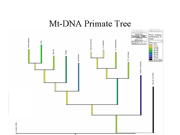 Mt-DNA Primate Tree Mt-DNA Primate Tree