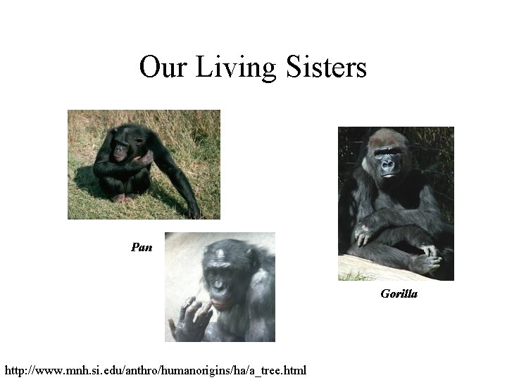 Our Living Sisters Pan Gorilla http: //www. mnh. si. edu/anthro/humanorigins/ha/a_tree. html Our Living Sisters Pan Gorilla http: //www. mnh. si. edu/anthro/humanorigins/ha/a_tree. html