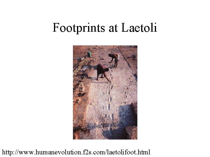 Footprints at Laetoli http: //www. humanevolution. f 2 s. com/laetolifoot. html Footprints at Laetoli http: //www. humanevolution. f 2 s. com/laetolifoot. html