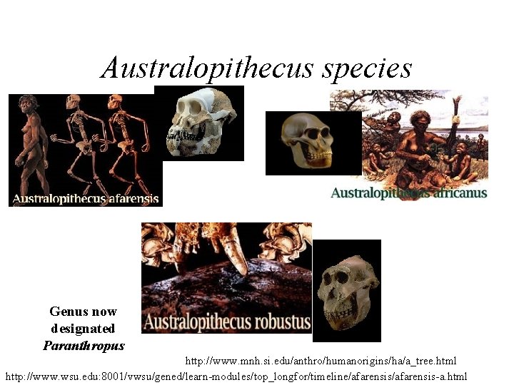 Australopithecus species Genus now designated Paranthropus http: //www. mnh. si. edu/anthro/humanorigins/ha/a_tree. html http: //www. Australopithecus species Genus now designated Paranthropus http: //www. mnh. si. edu/anthro/humanorigins/ha/a_tree. html http: //www.