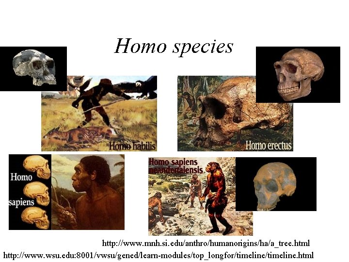 Homo species http: //www. mnh. si. edu/anthro/humanorigins/ha/a_tree. html http: //www. wsu. edu: 8001/vwsu/gened/learn-modules/top_longfor/timeline. html Homo species http: //www. mnh. si. edu/anthro/humanorigins/ha/a_tree. html http: //www. wsu. edu: 8001/vwsu/gened/learn-modules/top_longfor/timeline. html