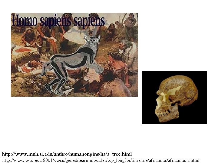 http: //www. mnh. si. edu/anthro/humanorigins/ha/a_tree. html http: //www. wsu. edu: 8001/vwsu/gened/learn-modules/top_longfor/timeline/africanus-a. html http: //www. mnh. si. edu/anthro/humanorigins/ha/a_tree. html http: //www. wsu. edu: 8001/vwsu/gened/learn-modules/top_longfor/timeline/africanus-a. html