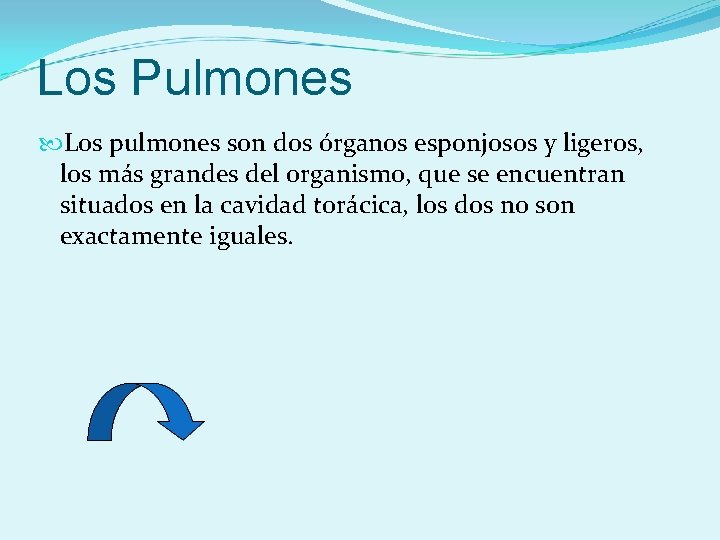 Los Pulmones Los pulmones son dos órganos esponjosos y ligeros, los más grandes del