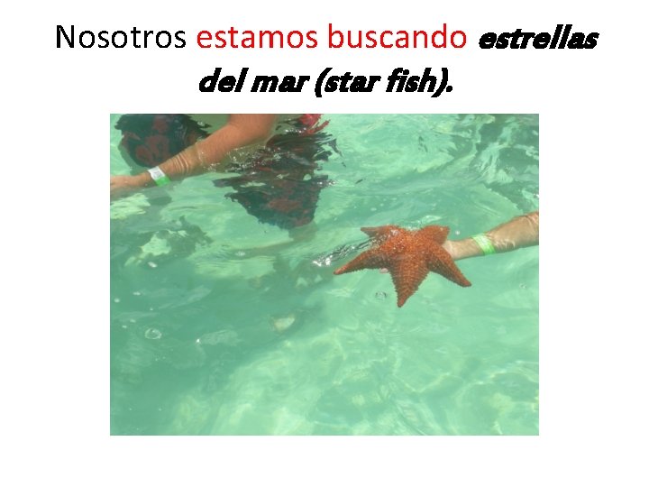 Nosotros estamos buscando estrellas del mar (star fish). 