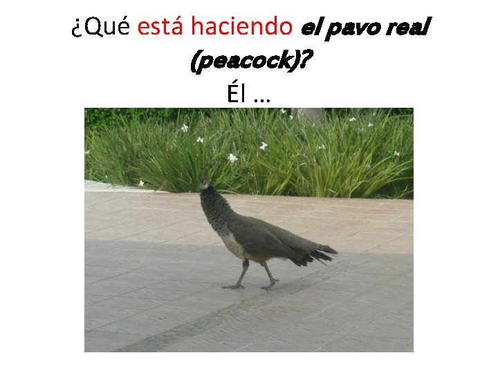 ¿Qué está haciendo el pavo real (peacock)? Él … 