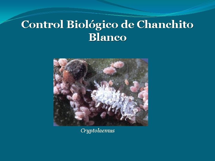 Control Biológico de Chanchito Blanco Cryptolaemus 