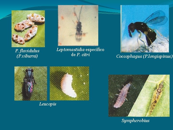 P. flavidulus (P. viburni) Leptomastidia específico de P. citri Coccophagus (P. longispinus) Leucopis Sympherobius