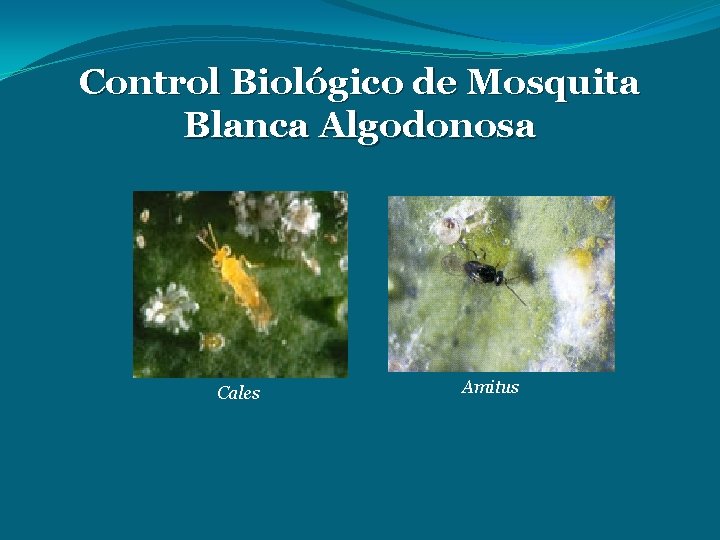 Control Biológico de Mosquita Blanca Algodonosa Cales Amitus 