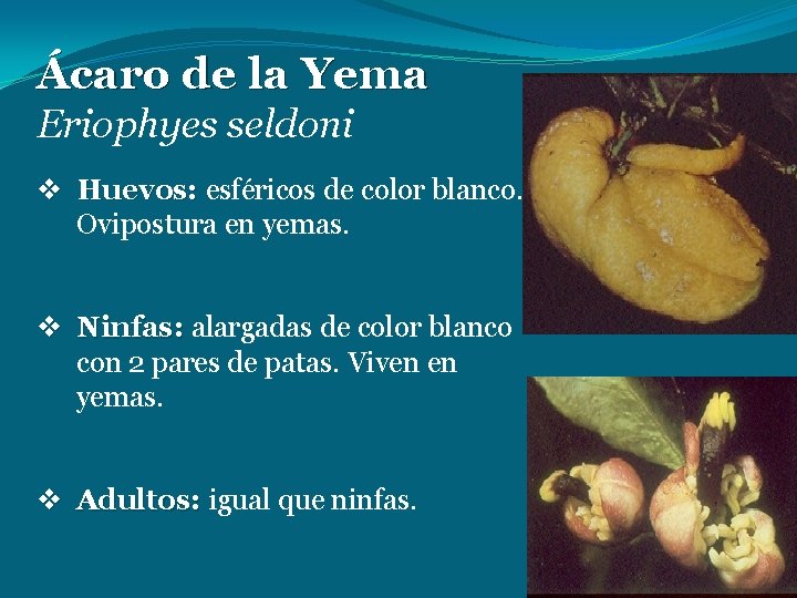 Ácaro de la Yema Eriophyes seldoni v Huevos: esféricos de color blanco. Ovipostura en