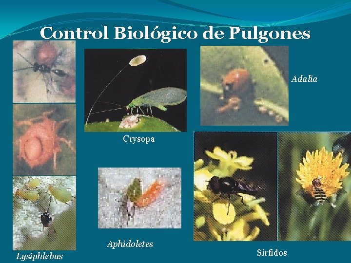 Control Biológico de Pulgones Adalia Crysopa Aphidoletes Lysiphlebus Sirfidos 