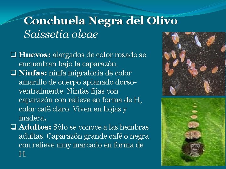 Conchuela Negra del Olivo Saissetia oleae q Huevos: alargados de color rosado se encuentran