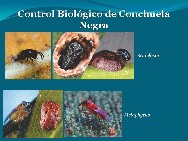 Control Biológico de Conchuela Negra Scutellista Metaphycus 