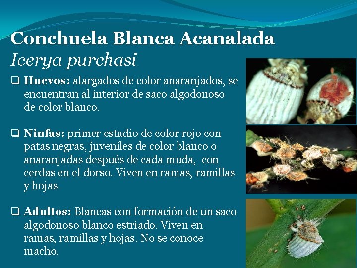 Conchuela Blanca Acanalada Icerya purchasi q Huevos: alargados de color anaranjados, se encuentran al