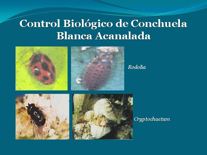 Control Biológico de Conchuela Blanca Acanalada Rodolia Cryptochaetum 