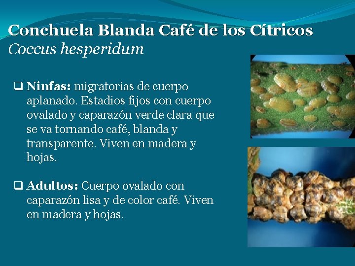 Conchuela Blanda Café de los Cítricos Coccus hesperidum q Ninfas: migratorias de cuerpo aplanado.