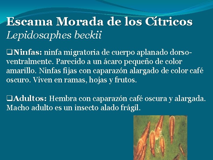 Escama Morada de los Cítricos Lepidosaphes beckii q. Ninfas: ninfa migratoria de cuerpo aplanado