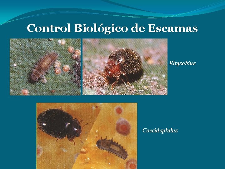 Control Biológico de Escamas Rhyzobius Coccidophilus 