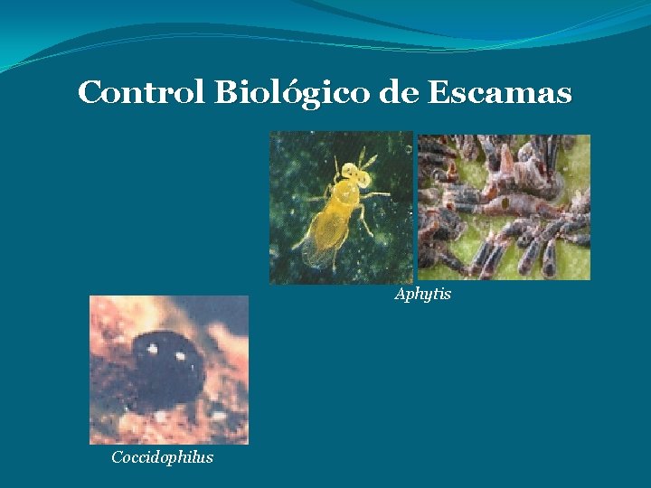 Control Biológico de Escamas Aphytis Coccidophilus 