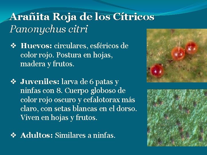 Arañita Roja de los Cítricos Panonychus citri v Huevos: circulares, esféricos de color rojo.